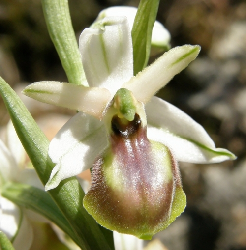 lusus di Ophrys exaltata subsp montis leonis